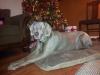 Henry Christmas